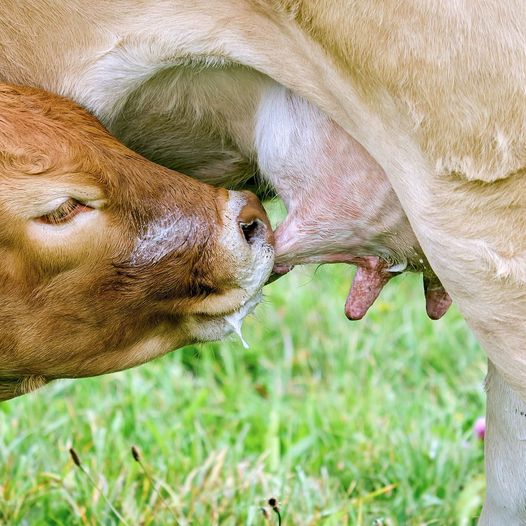 Kolostrum Erstmilch bei Kuhkaelbern