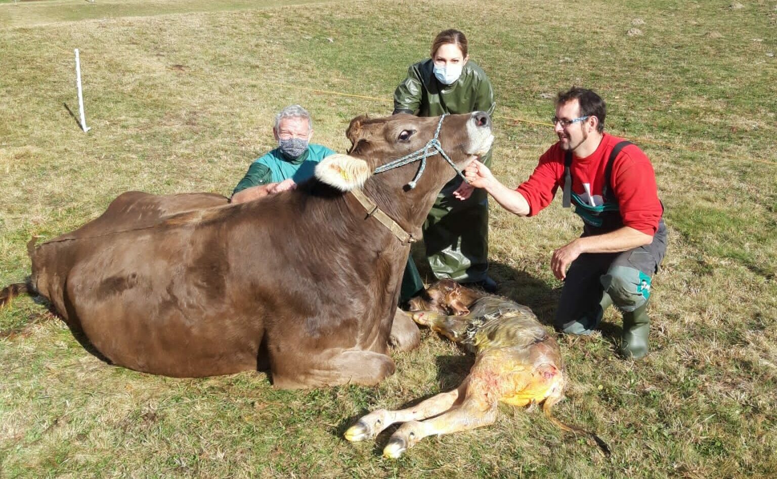 Kuhkalbgeburt mit Tierarzt und Besitzer