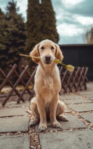 Foto von Richard Brutyo auf Unsplash Hund mit Blume