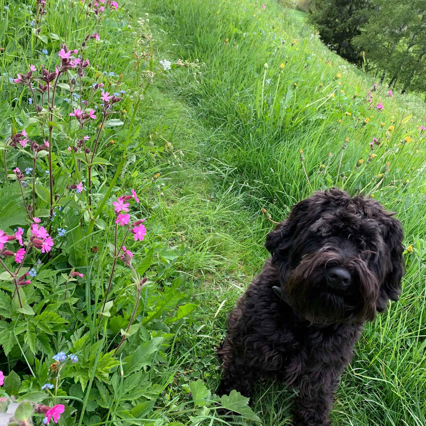 Praxishund Jimmy freut sich auf Sie!