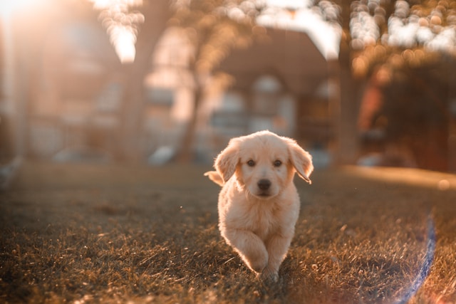 Welpe Hund Bewegung